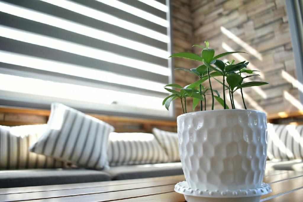 綠奇跡田野民宿